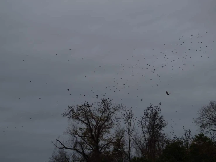 a flock of birds fly over trees on a cloudy day