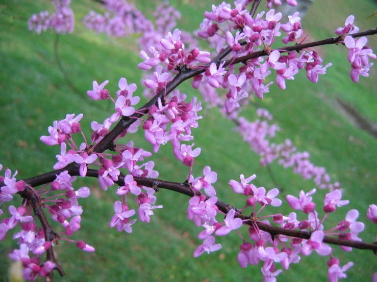 some pink flowers blooming near a tree in the grass