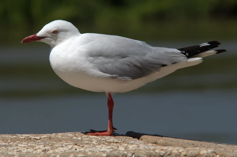 a bird standing on a log next to water