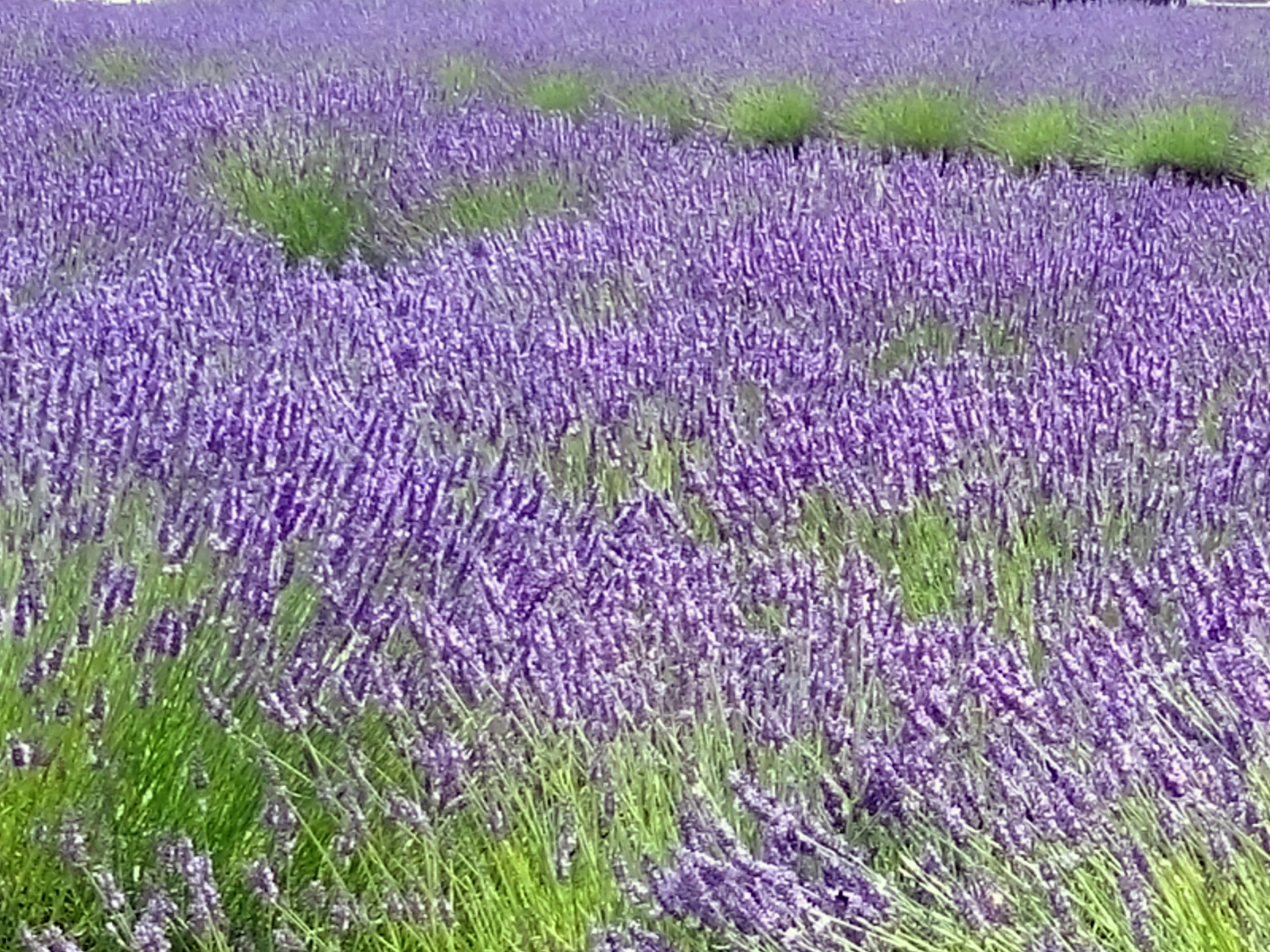 a field full of purple flowers with green grass