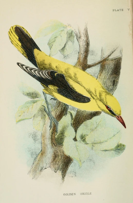 a small yellow bird sits on a tree nch