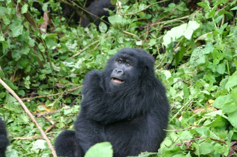 a close up of a gorilla sitting in a field of green plants