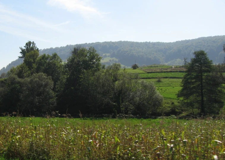 a grassy field with trees in the background