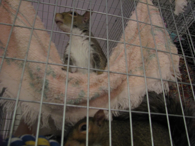 a squirrel sitting in front of an empty cage