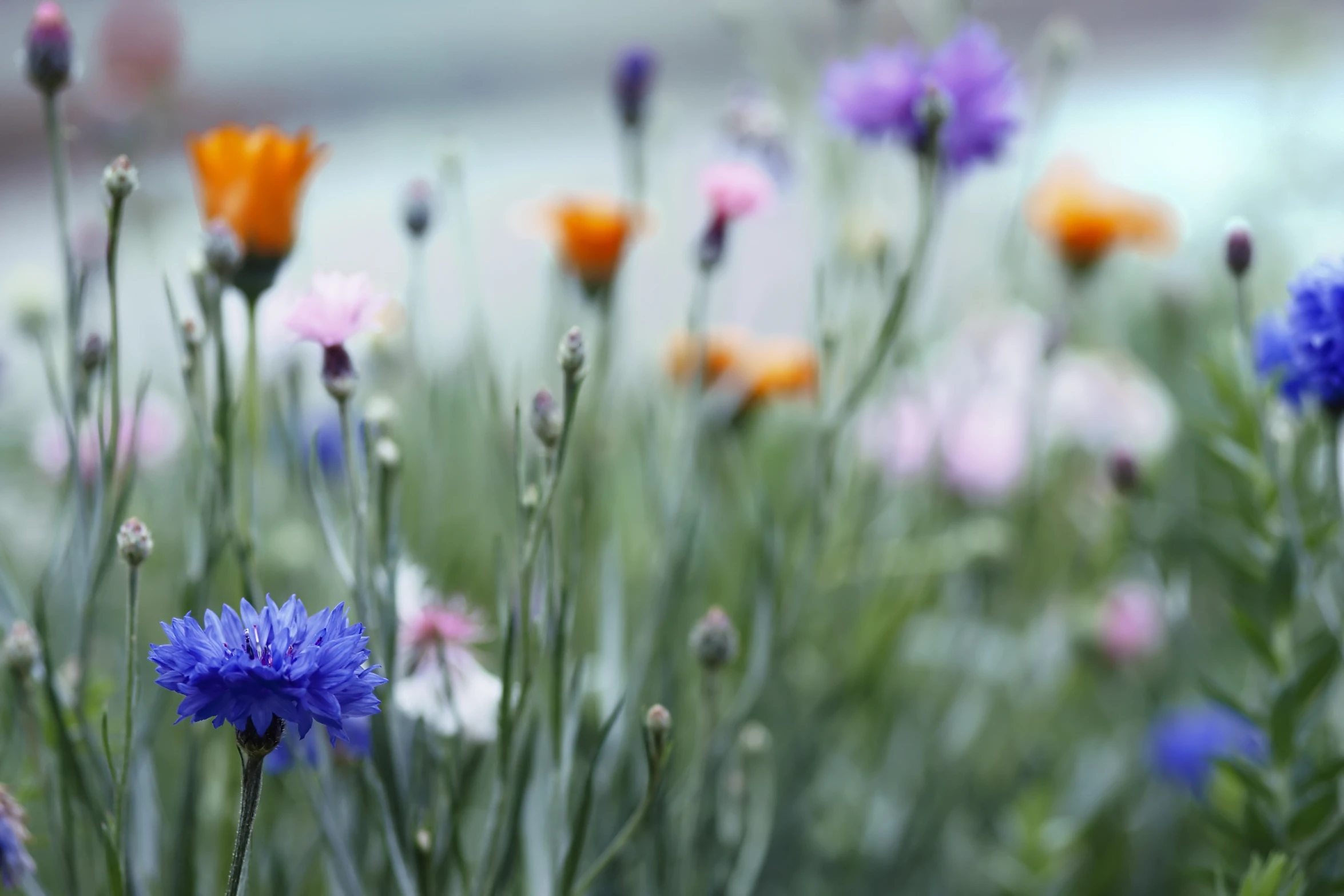 a field filled with blue and orange flowers