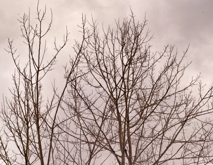 a red cat is sitting in a bare tree