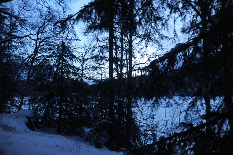 some trees are covered in the snow and the sky is blue