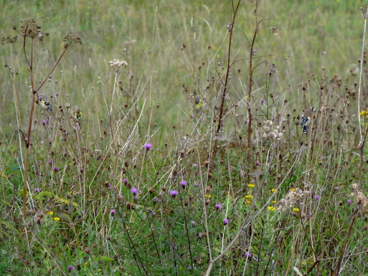 a grassy area with purple flowers and grass