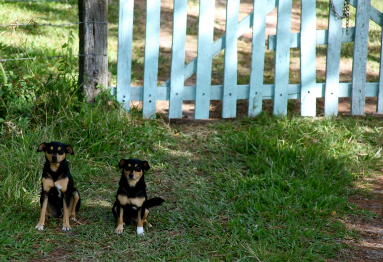 two dogs sit side by side in the grass near a fence