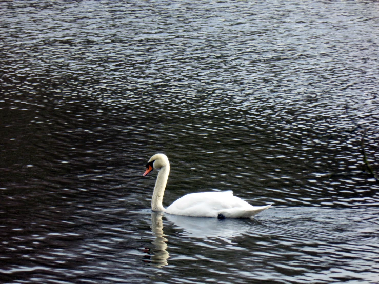 the swan is swimming in the water and is white