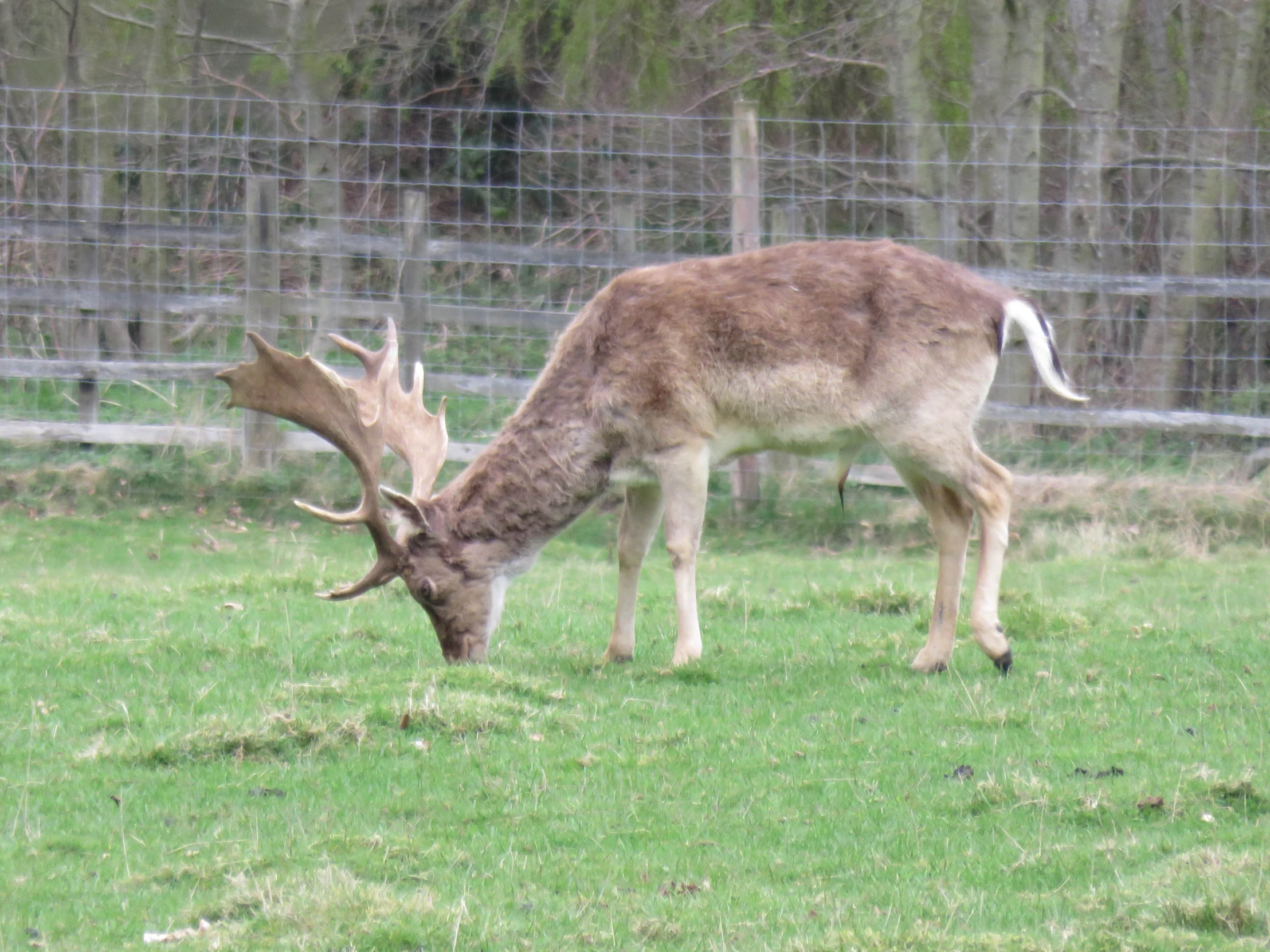 a deer is grazing in the grass next to a fence