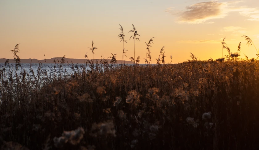 some reeds are on the edge of the water at sunset