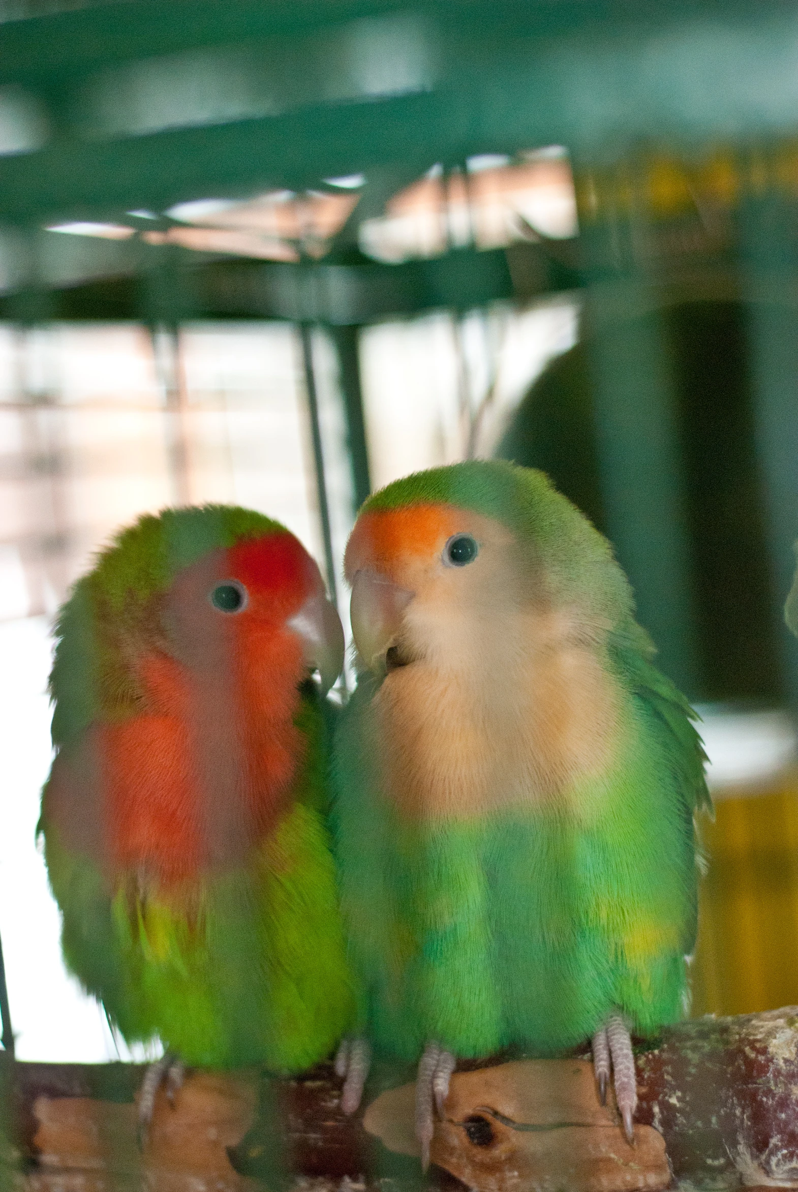 two green and orange birds sitting on wooden nches