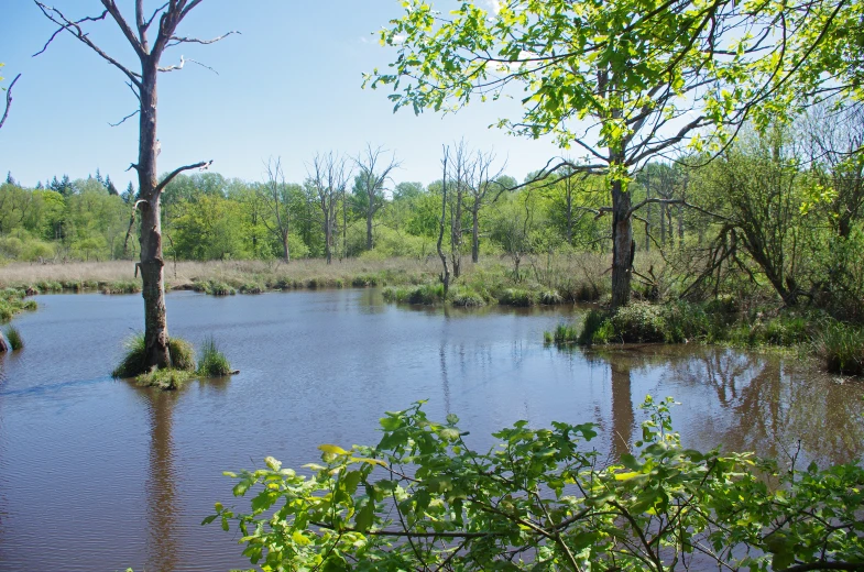 the flooded swamp is in a wooded area