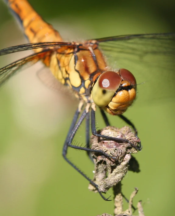 a red and black dragon fly on top of a flower