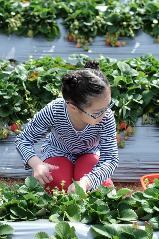 a  is kneeling down in the field of strawberries