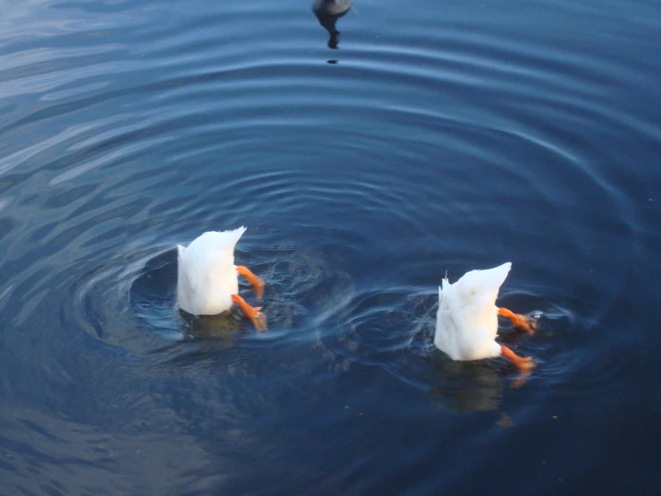 two ducks swimming side by side in the water