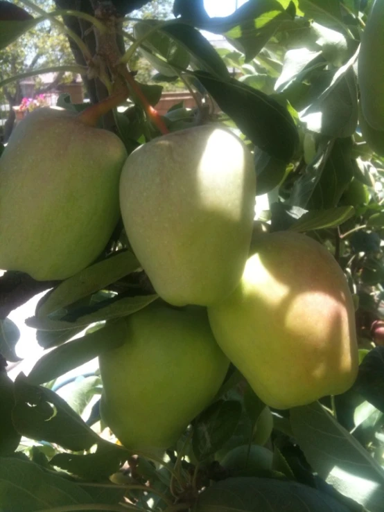 a cluster of green pears in the shade