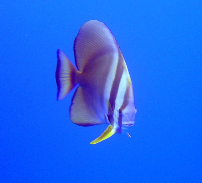 a blue colored tropical fish under the water