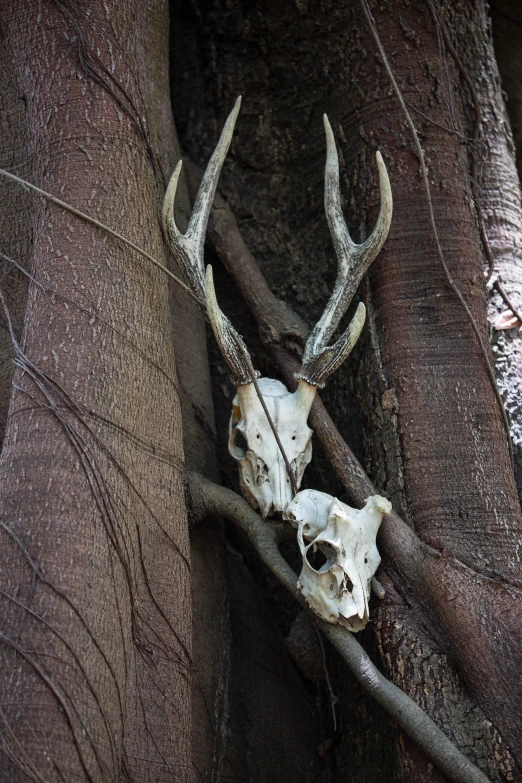 two skull mounted to the bark of an enormous tree