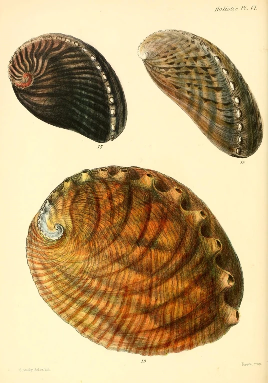 antique print of clam shell in color