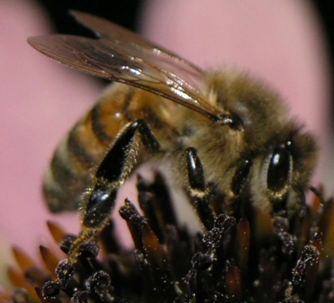 a bee on flower in full view on pink flower