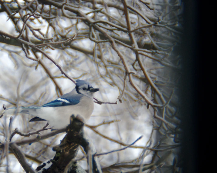 the blue and white bird is perched on a tree limb