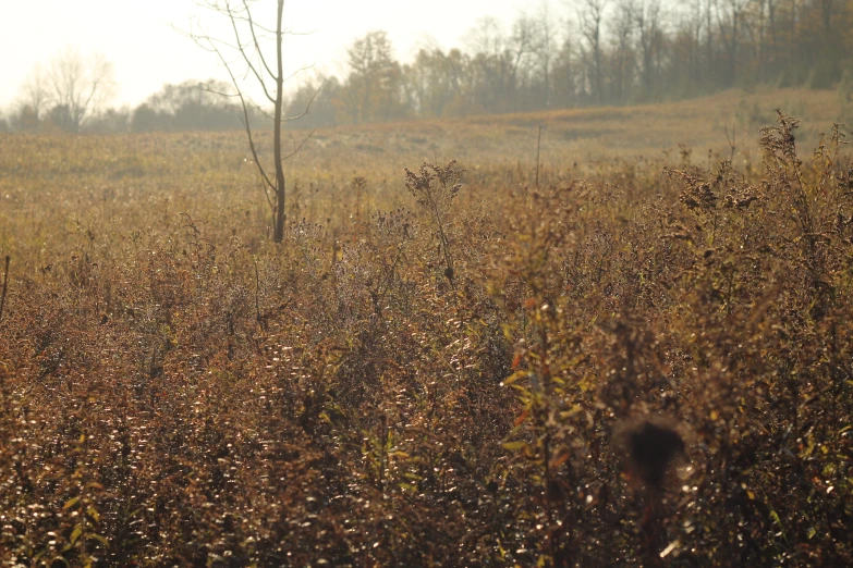 a field that has various plants and trees in it