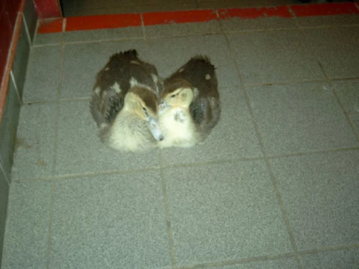 two young birds are huddled up on the floor