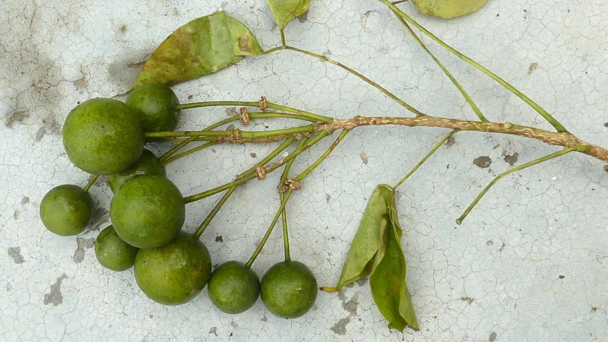 the leaves are wilting away from the fruit