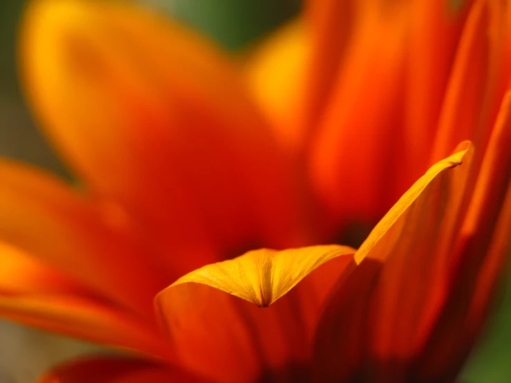 a closeup s of an orange flower