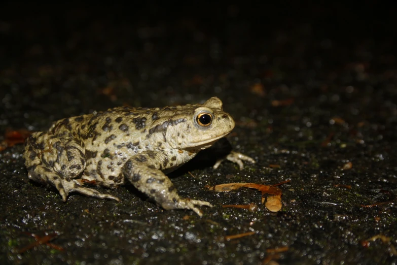 a toad that is standing on the ground