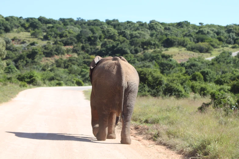 an elephant walking down the road on a clear day