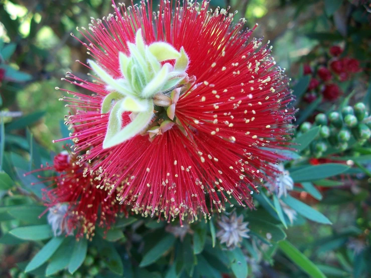 close up of flower head in the wild