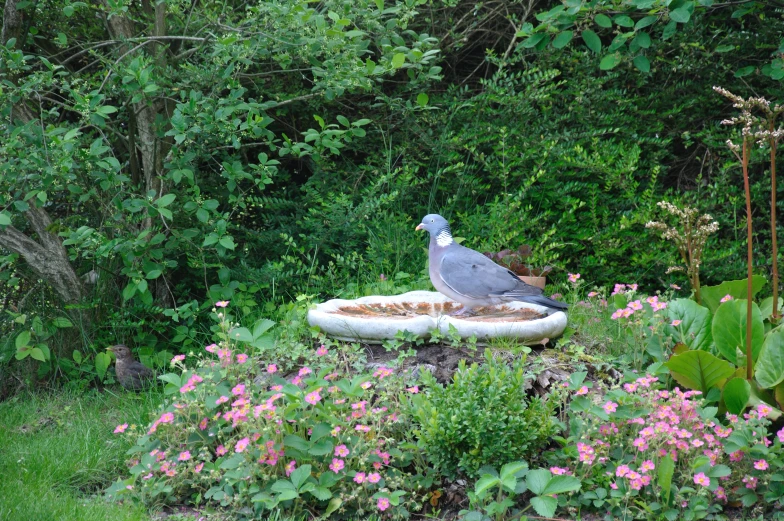 there is a grey pigeon standing on a garden bird bath