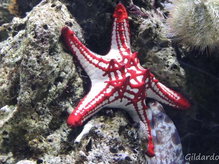 red and white starfish in the water by rocks