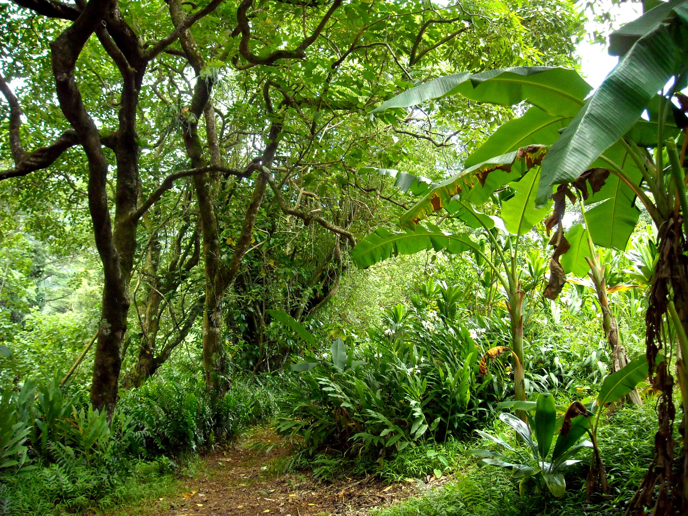 a dirt road surrounded by trees and greenery