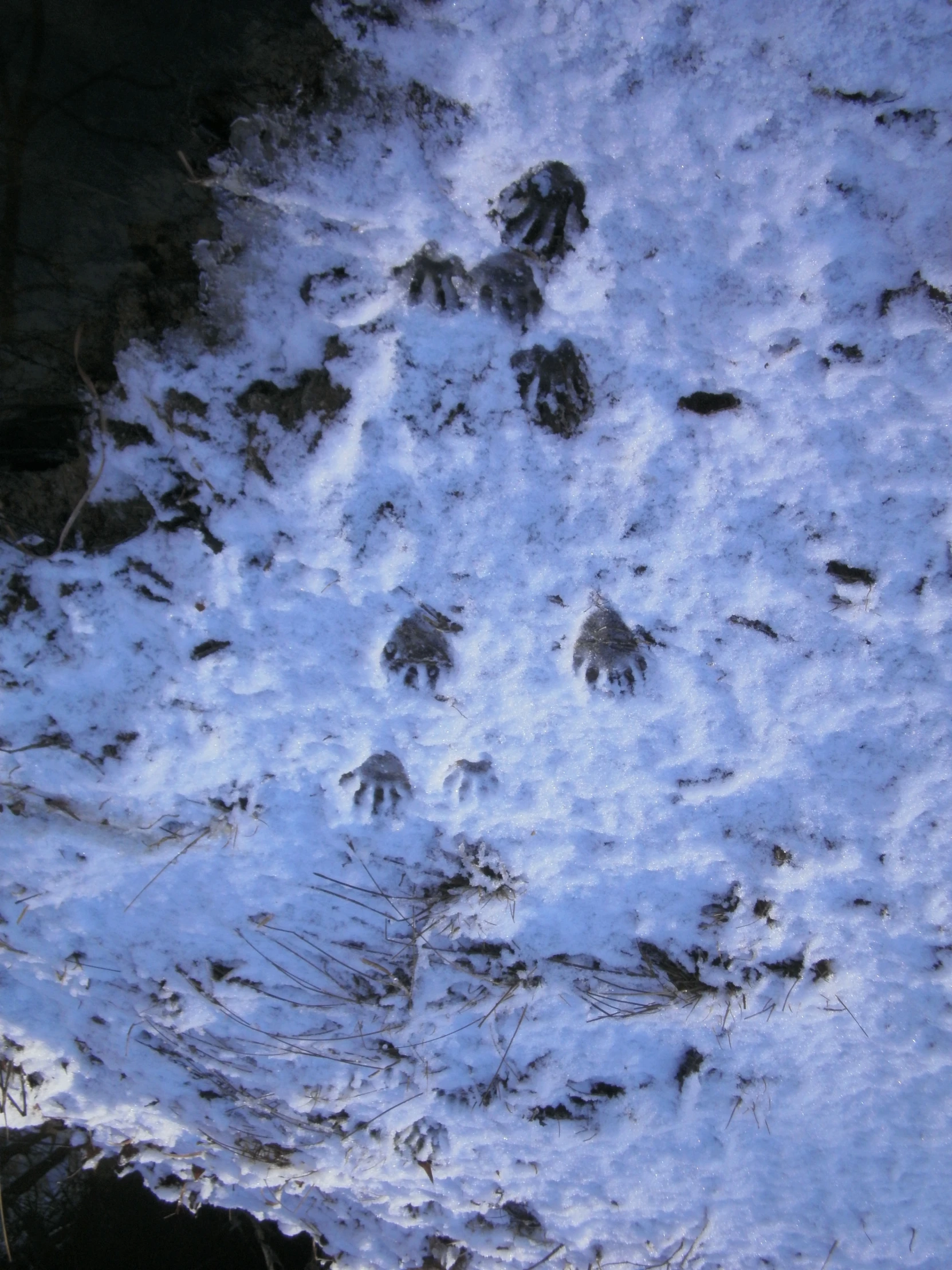 the animal footprints are on the snow covered ground