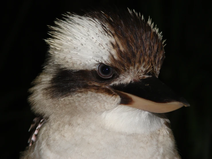a small bird with brown and white hair and blue eyes