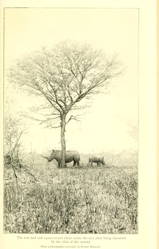 an elephant is standing next to a tree in the field