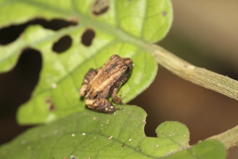 a close up of a frog with spots on a leaf