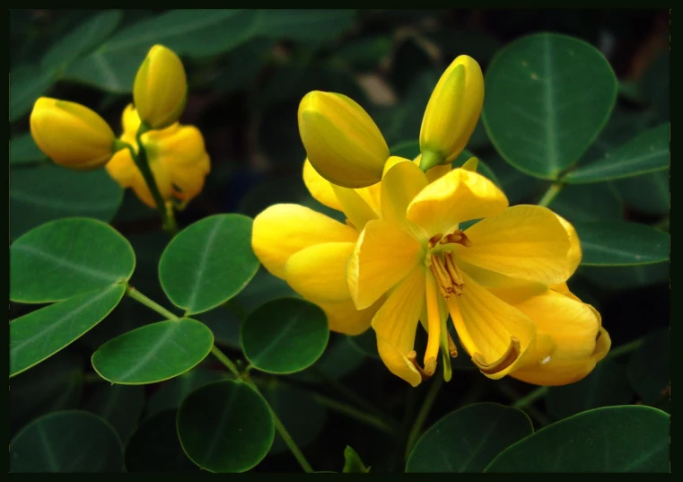 yellow flowers surrounded by large green leaves