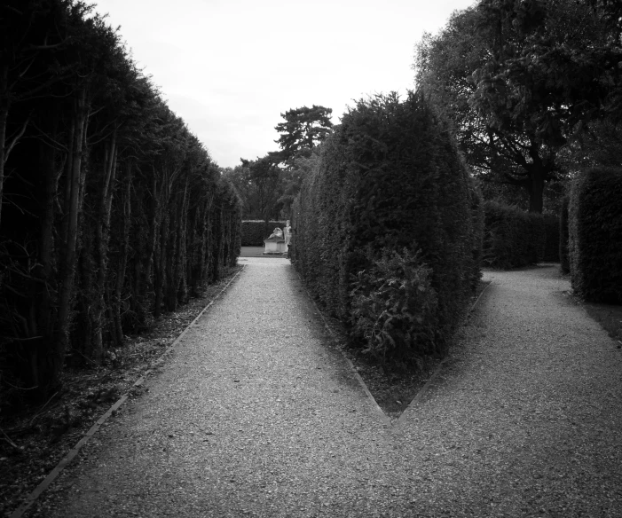 a tree line of hedges next to a road