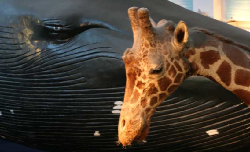 a giraffe is sticking its head under a statue
