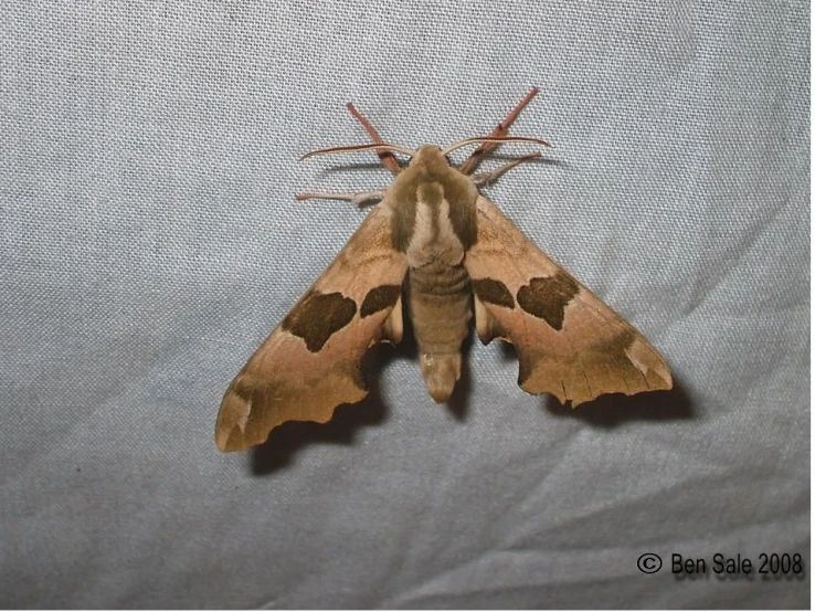 a lunadera moth rests on the underside of a sheet