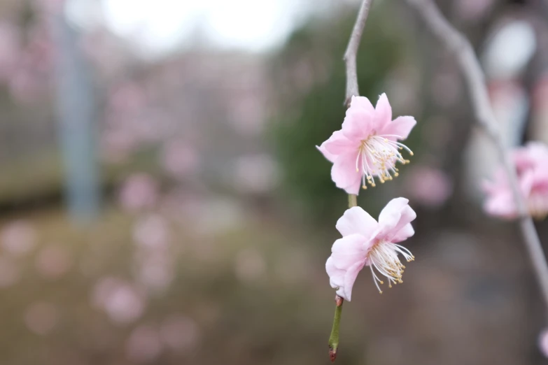 some pink flowers are growing from the stems