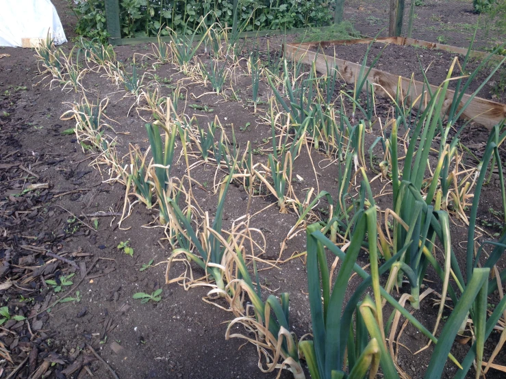 a garden with green vegetables growing in dirt and bushes