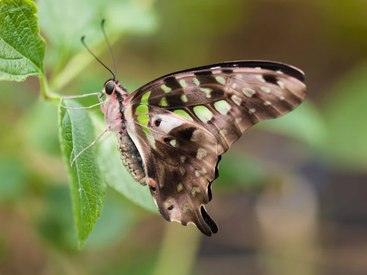 the erfly is resting on the leaf outside