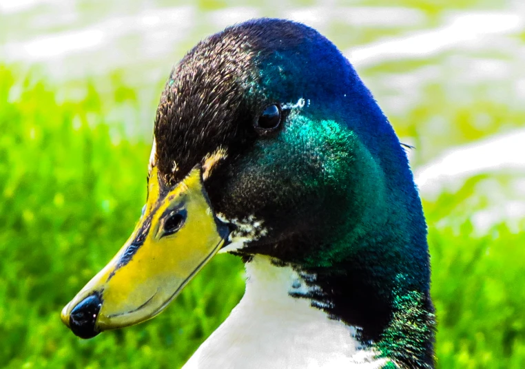 a duck with a yellow head in the grass