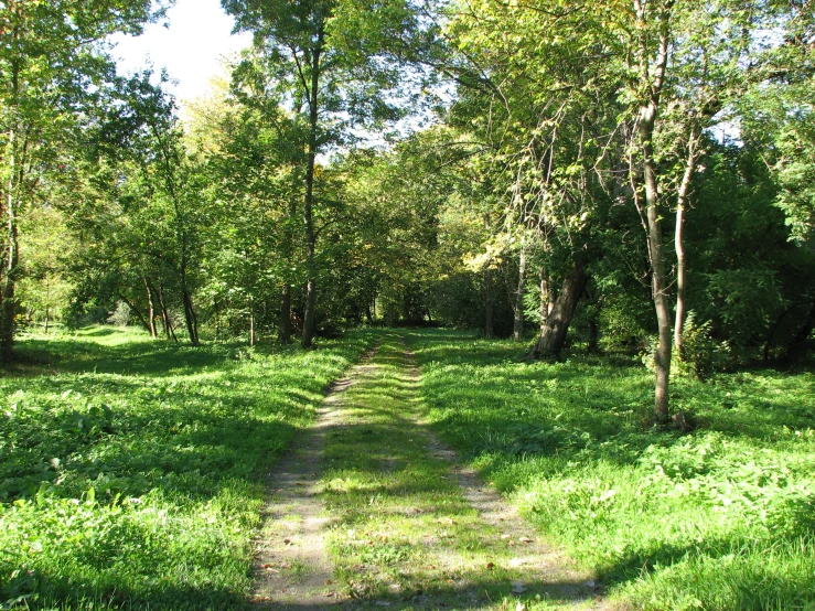 there is a path in the middle of the woods